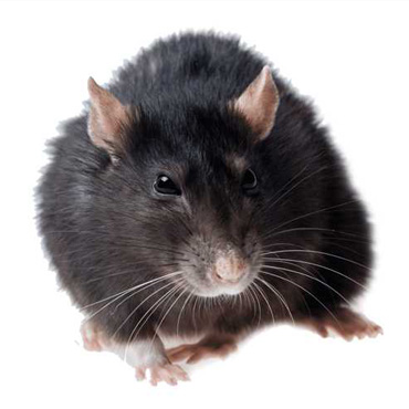 derattizazione torino